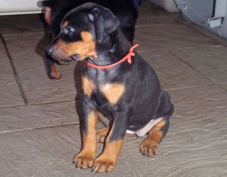 Black and rust female doberman puppy