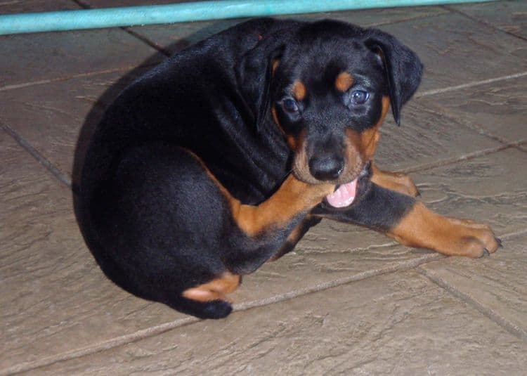 Black and rust female doberman puppy