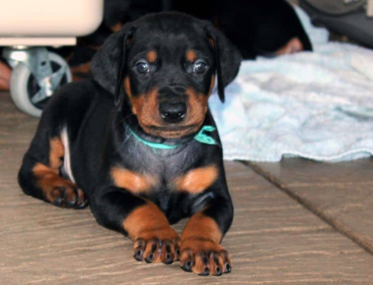 Black and rust male doberman puppy