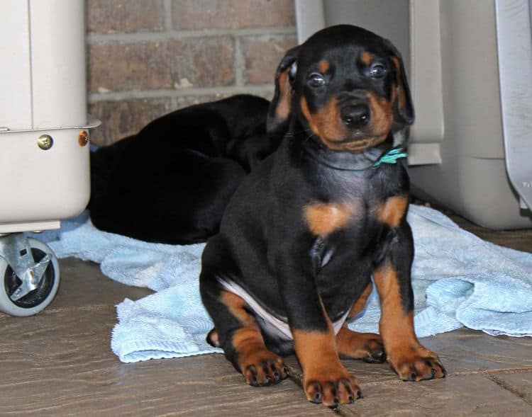 Black and rust male doberman puppy