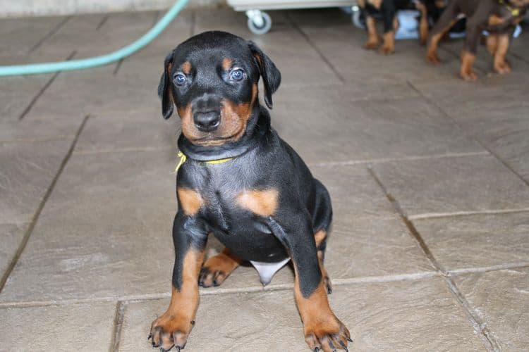 Black and rust male doberman puppy