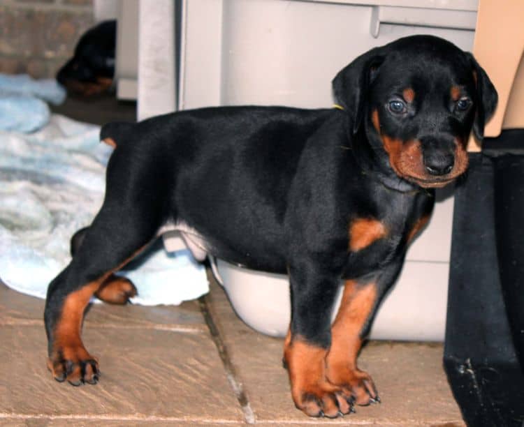 Black and rust male doberman puppy