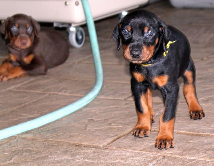 Black and rust male doberman puppy