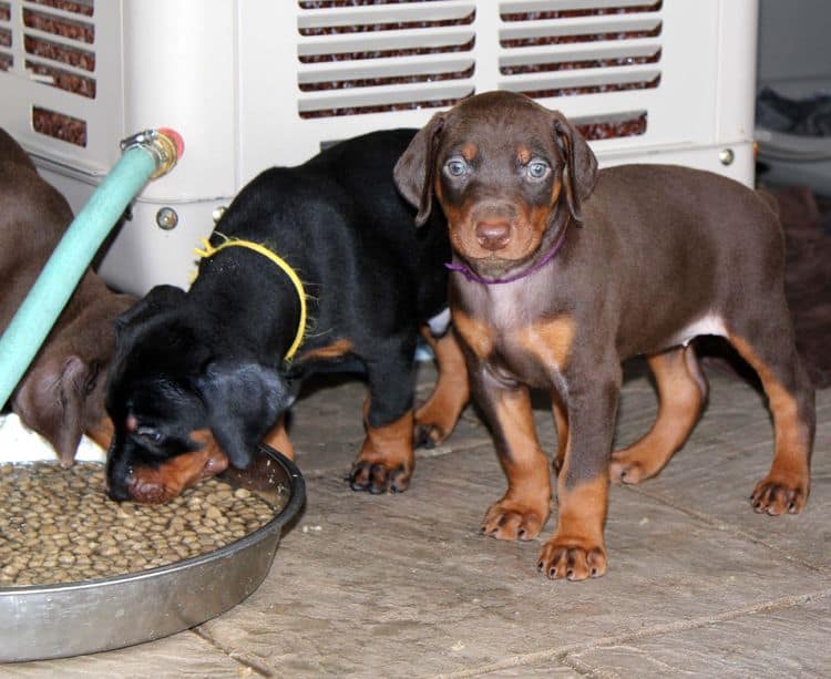 red and rust female doberman puppy