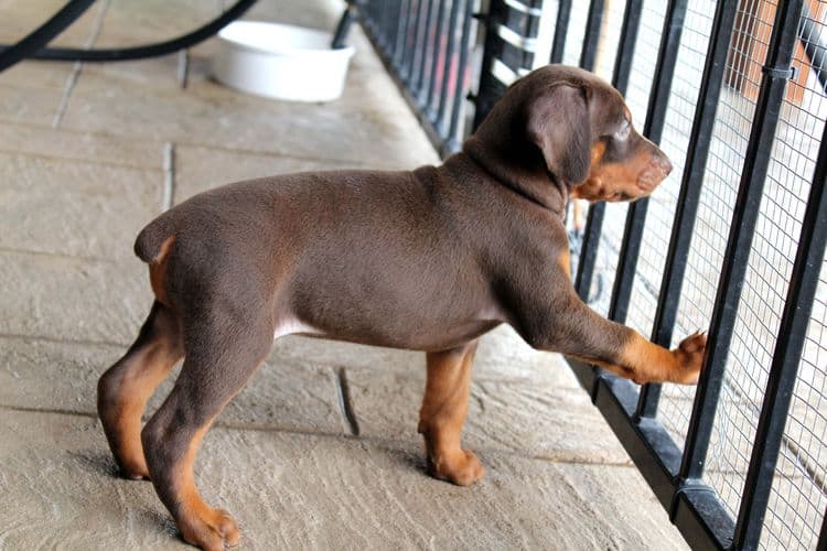 red and rust female doberman puppy