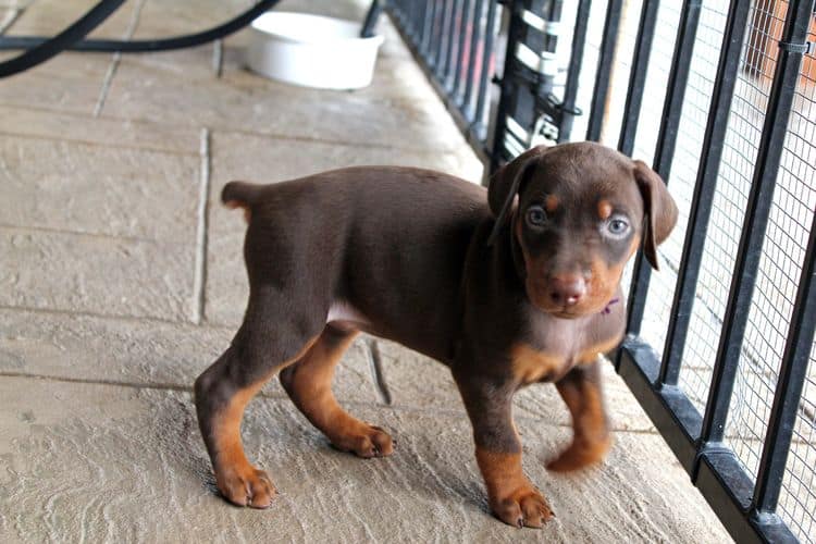 red and rust female doberman puppy