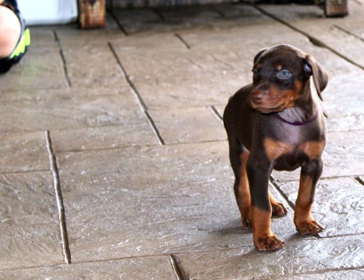 red and rust female doberman puppy