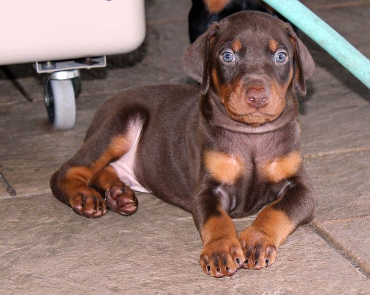 Red and rust male doberman puppy