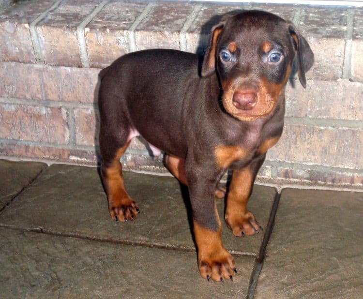 Red and rust male doberman puppy