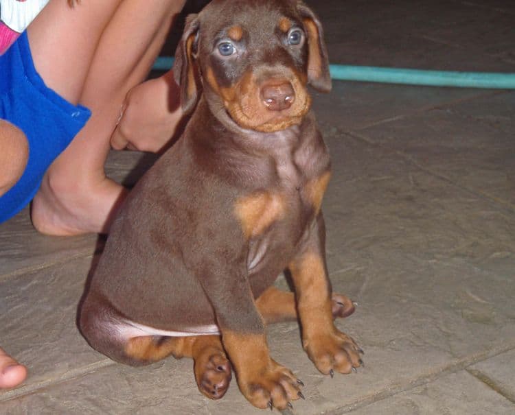 Red and rust male doberman puppy