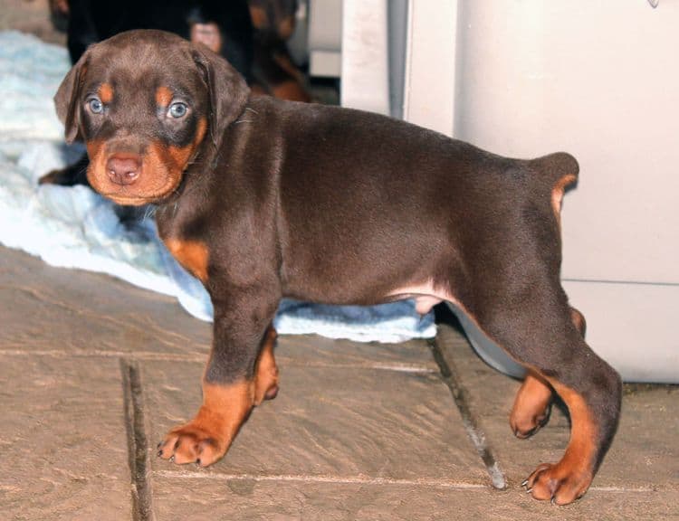 Red and rust male doberman puppy