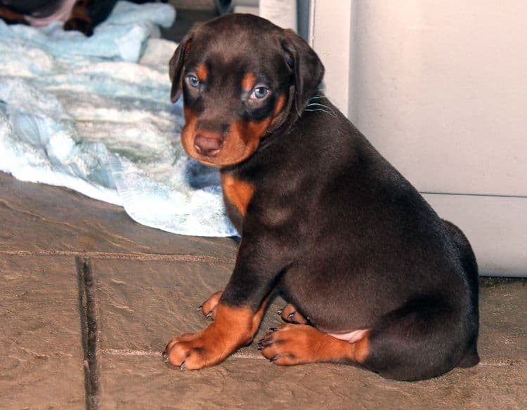 Red and rust male doberman puppy