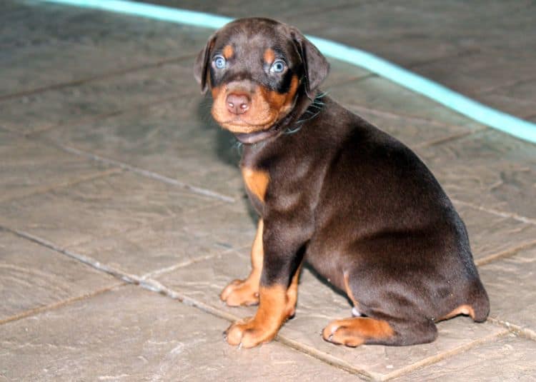 Red and rust male doberman puppy