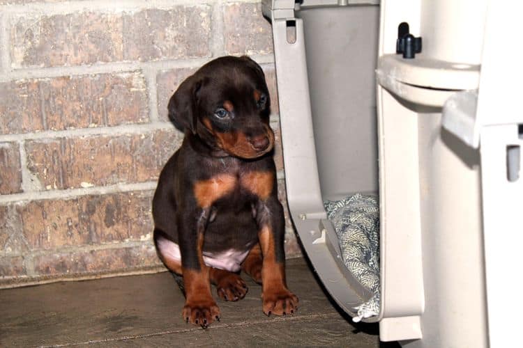 Red and rust male doberman puppy