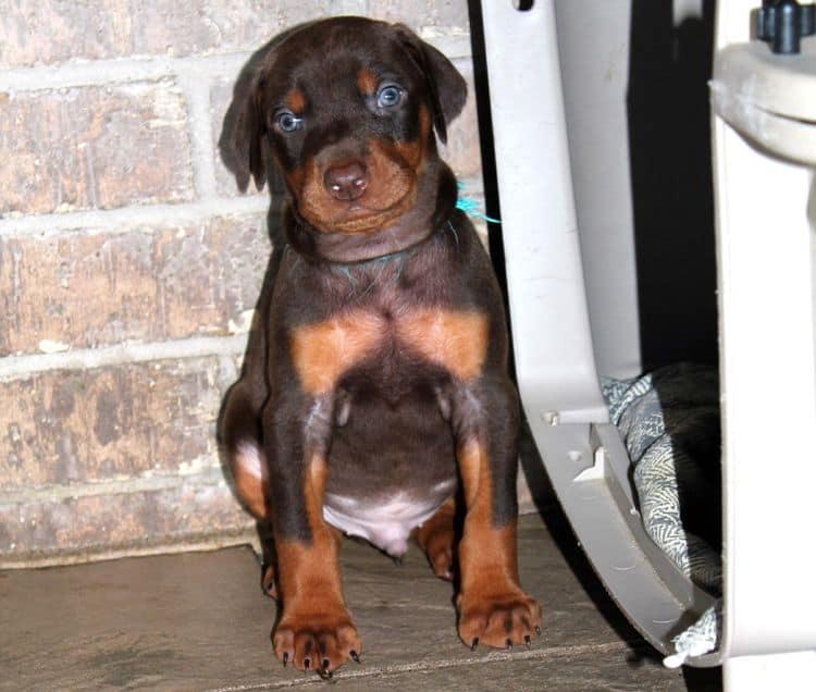 Red and rust male doberman puppy