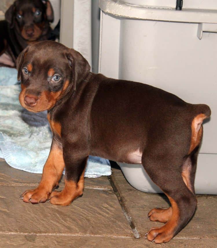 Red and rust male doberman puppy