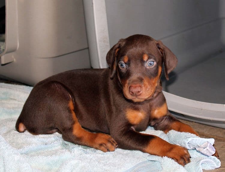 Red and rust male doberman puppy