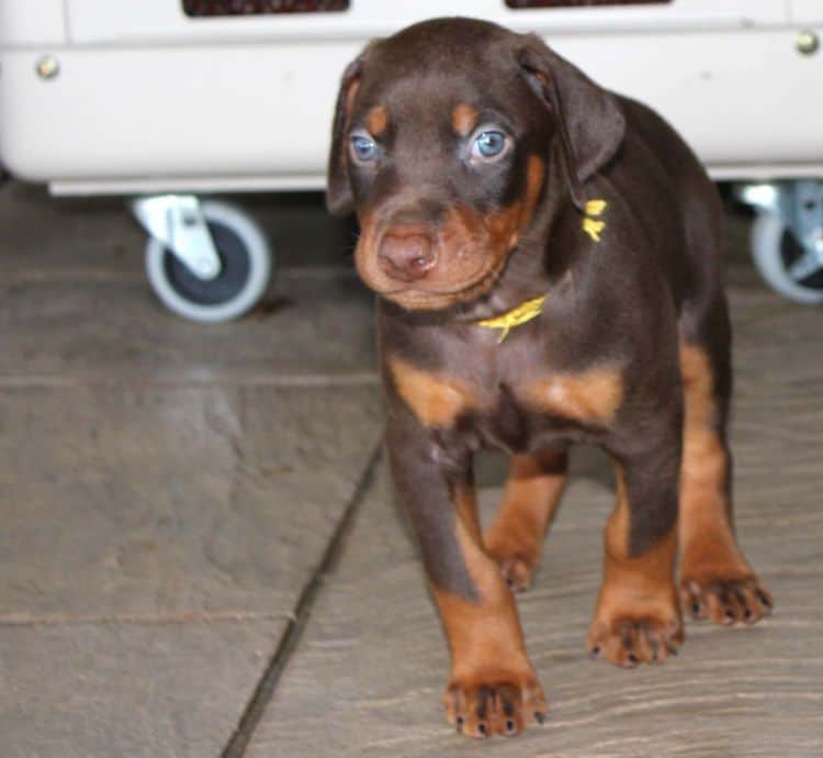 Red and rust male doberman puppy