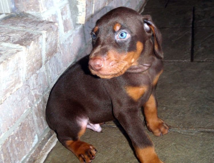 Red and rust male doberman puppy