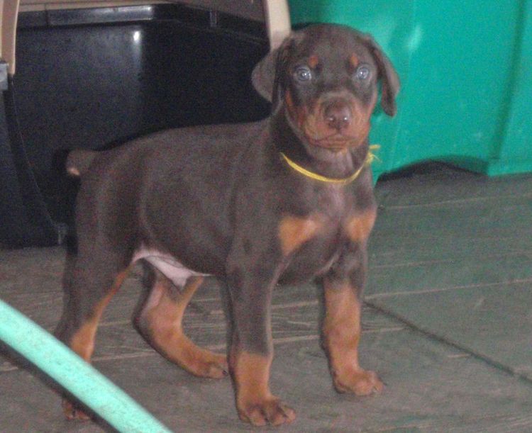 Red and rust male doberman puppy