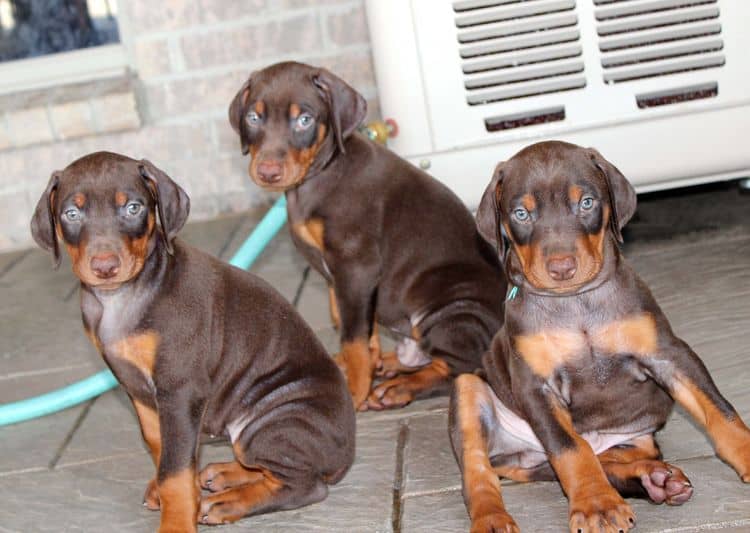 red and rust, black and rust dobermann pinscher puppies