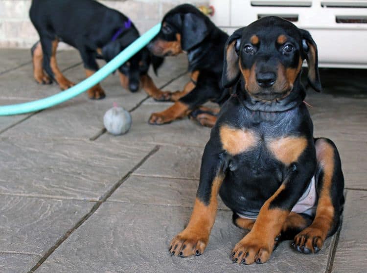 red and rust, black and rust dobermann pinscher puppies