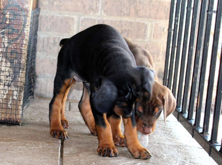 red and rust, black and rust dobermann pinscher puppies