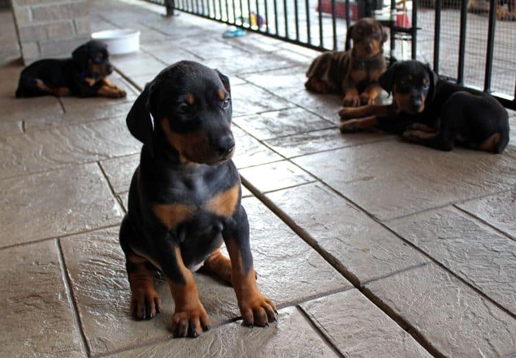 red and rust, black and rust dobermann pinscher puppies