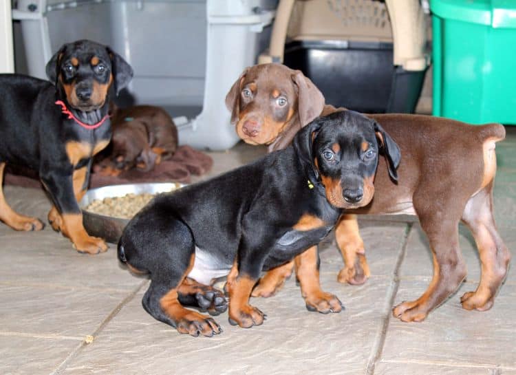 red and rust, black and rust dobermann pinscher puppies