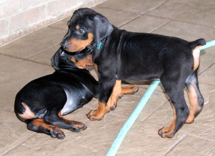 red and rust, black and rust dobermann pinscher puppies