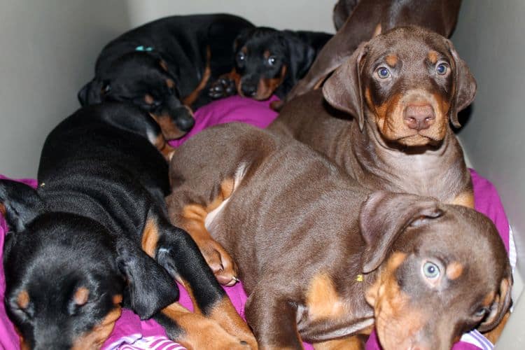 red and rust, black and rust dobermann pinscher puppies