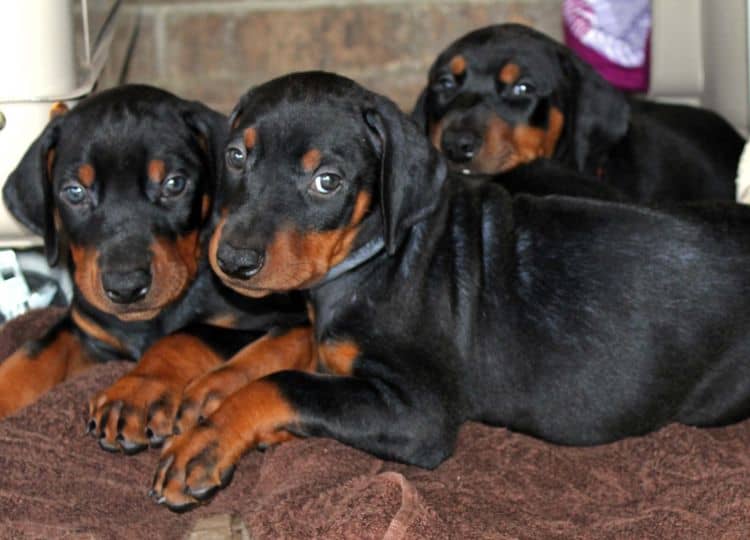 red and rust, black and rust dobermann pinscher puppies