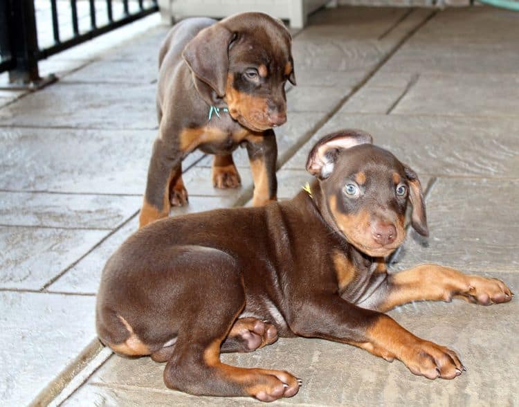 red and rust, black and rust dobermann pinscher puppies