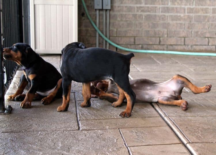 red and rust, black and rust dobermann pinscher puppies