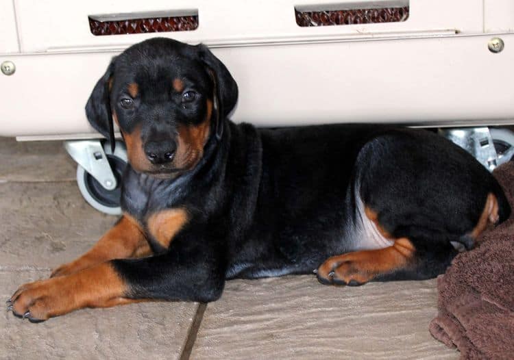 Black and rust female doberman puppy