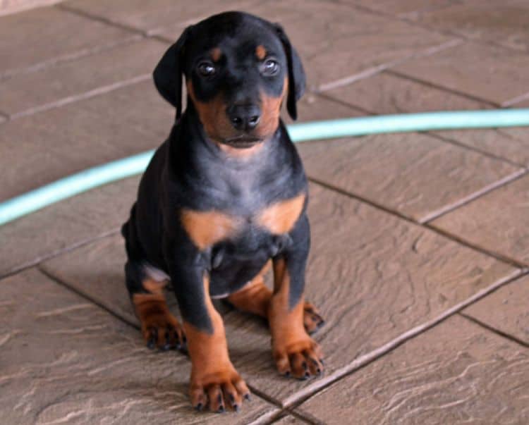 Black and rust female doberman puppy