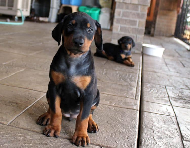 Black and rust female doberman puppy