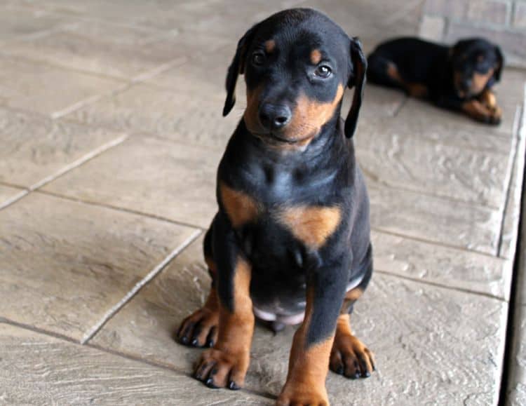 Black and rust female doberman puppy