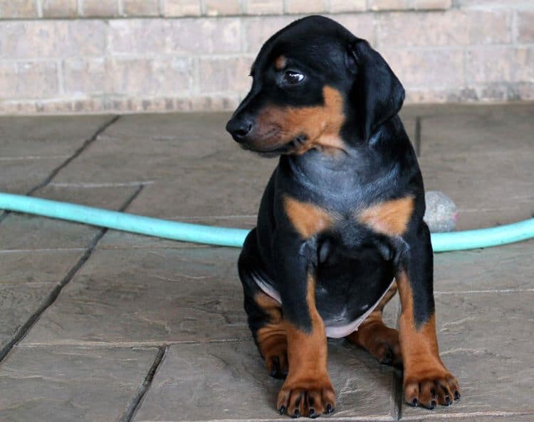 Black and rust female doberman puppy