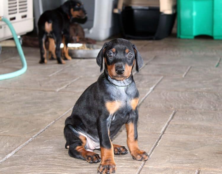 Black and rust female doberman puppy