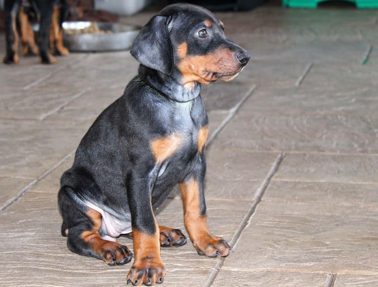 Black and rust female doberman puppy