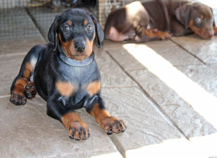 Black and rust female doberman puppy