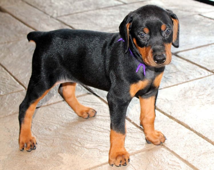 Black and rust female doberman puppy