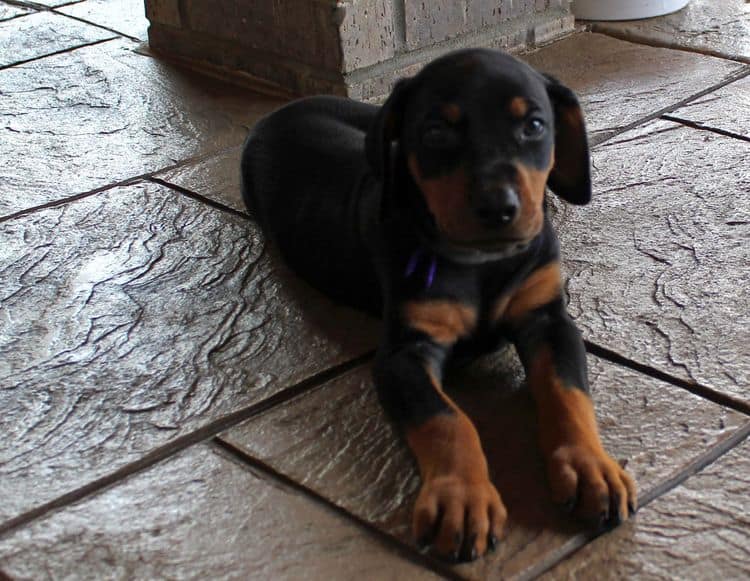 Black and rust female doberman puppy