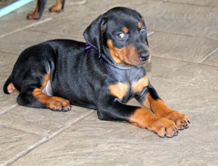 Black and rust female doberman puppy