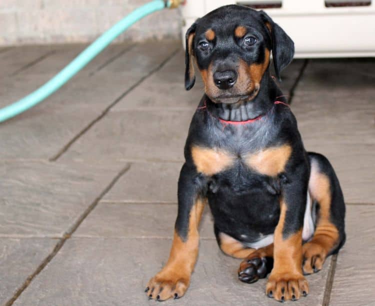 Black and rust female doberman puppy