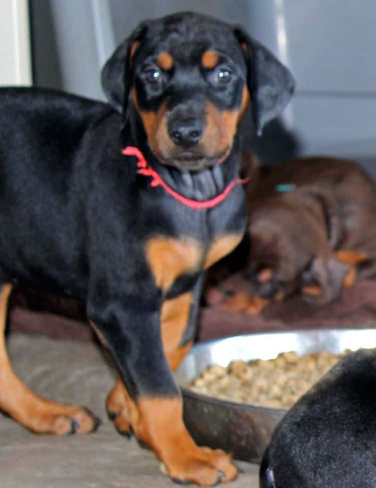 Black and rust female doberman puppy