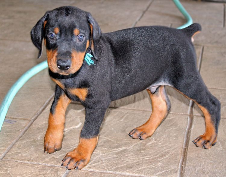 Black and rust male doberman puppy