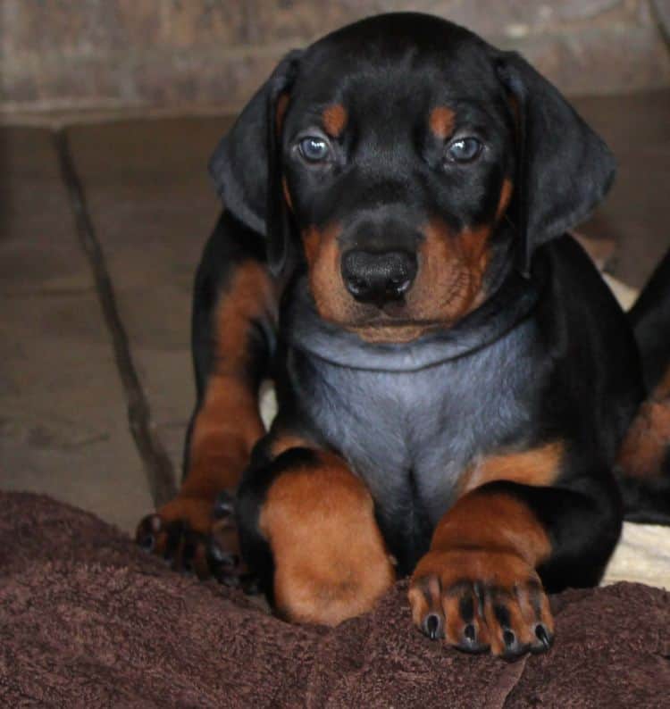 Black and rust male doberman puppy