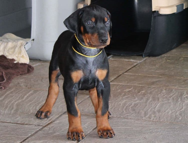 Black and rust male doberman puppy